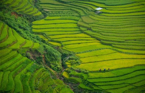 越南名义雇主（越南EOR）